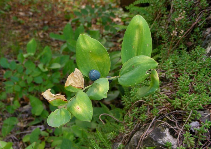 Polygonatum odoratum / Sigillo di Salomone comune